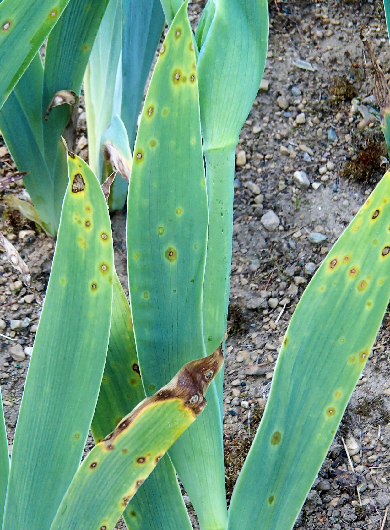 Iris leaf spot